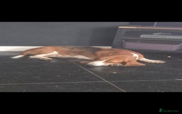 Basset Hound dogs for sale: Red tri Baseet hound  - Image 1