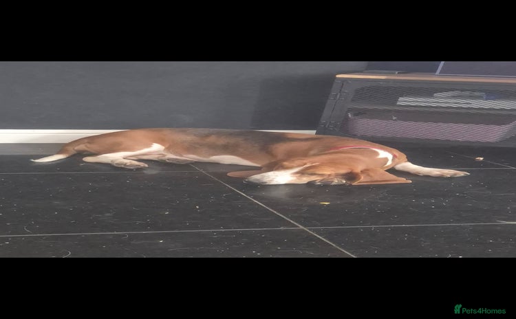 Basset Hound dogs - Advert 1