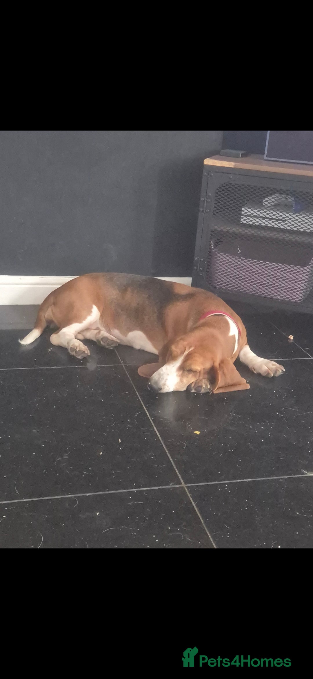 Basset Hound dogs for sale: Red tri Baseet hound  - Image 1