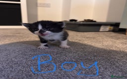 Domestic Shorthair cats for sale: Beautiful  Kittens Looking For Their Forever Homes - Image 5