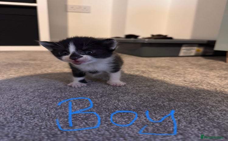 Domestic Shorthair cats - Advert 1