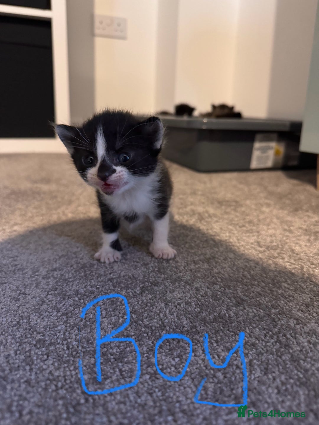 Domestic Shorthair cats for sale: Beautiful  Kittens Looking For Their Forever Homes - Image 5