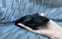 Guinea Pig rodents for sale: Baby boars  - Image 5