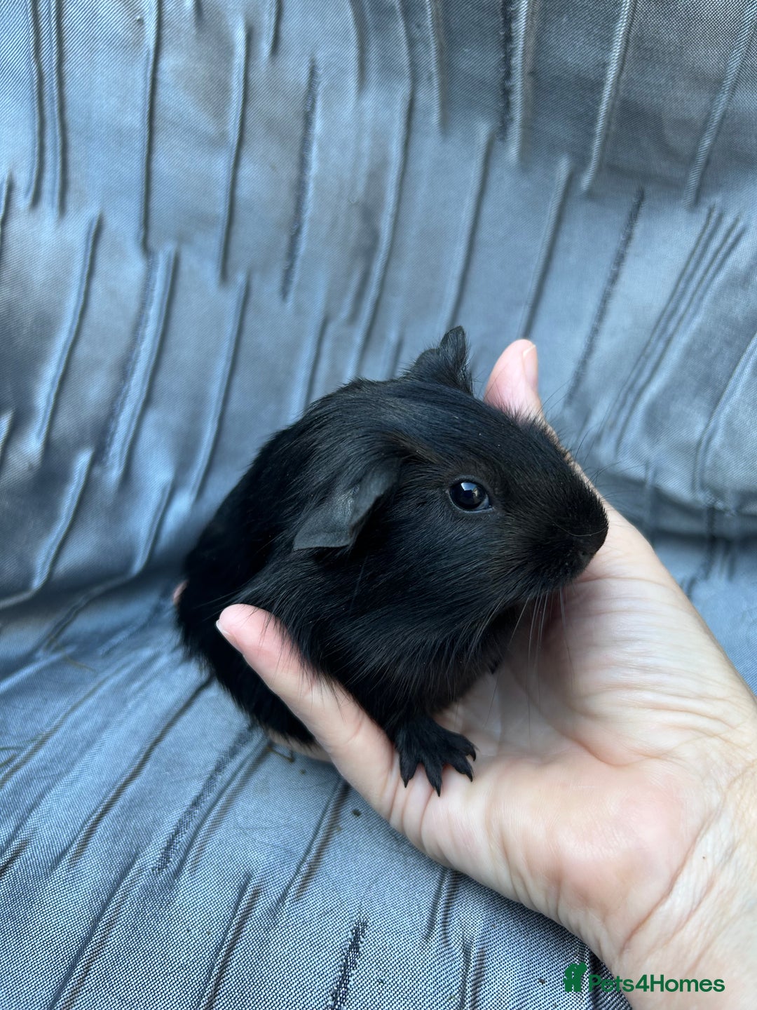 Guinea Pig rodents for sale: Baby boars  - Image 5
