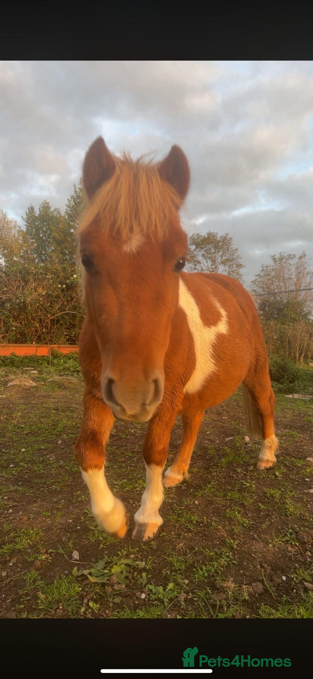 Dartmoor horses for sale: Miniature shetland - Advert 5