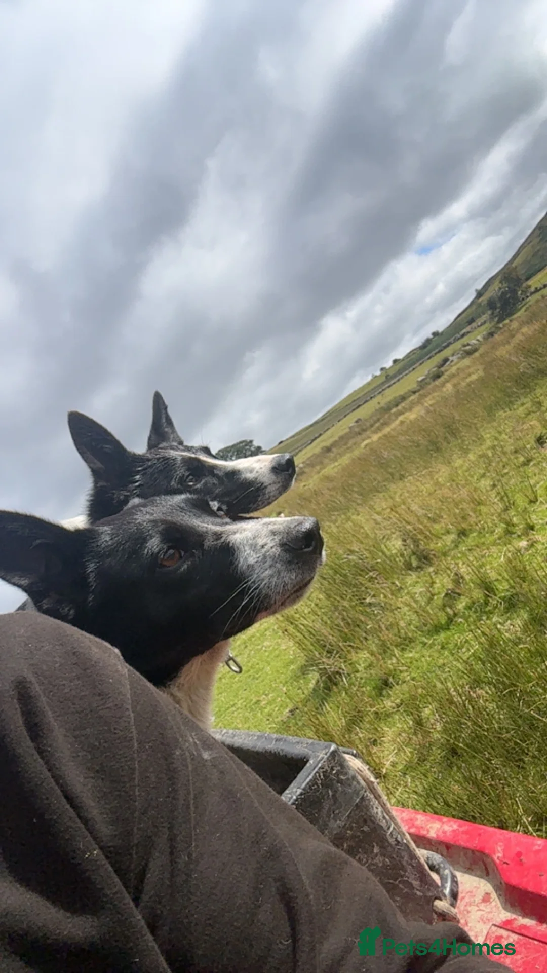 Border Collie dogs for sale: Border Collie bitch pup in Bala - Advert 2