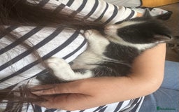 British Shorthair cats for sale: 2 boys one girl for sale  - Image 18