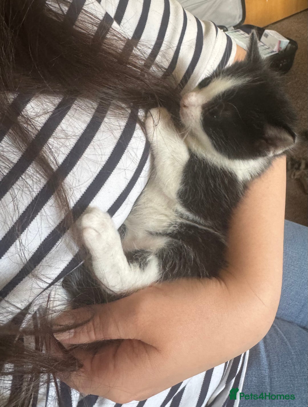 British Shorthair cats for sale: 2 boys one girl for sale  - Image 18