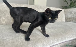 Bengal cats for sale: Two adorable Blue/Melanistic Bengal Kittens TICA  in Benfleet - Image 27