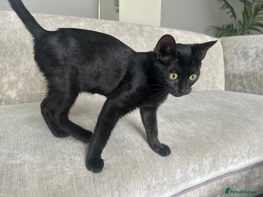 Bengal cats for sale: Two adorable Blue/Melanistic Bengal Kittens TICA  in Benfleet - Image 27