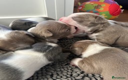 Boston Terrier dogs for sale: Stunning KC registered litter - Image 12