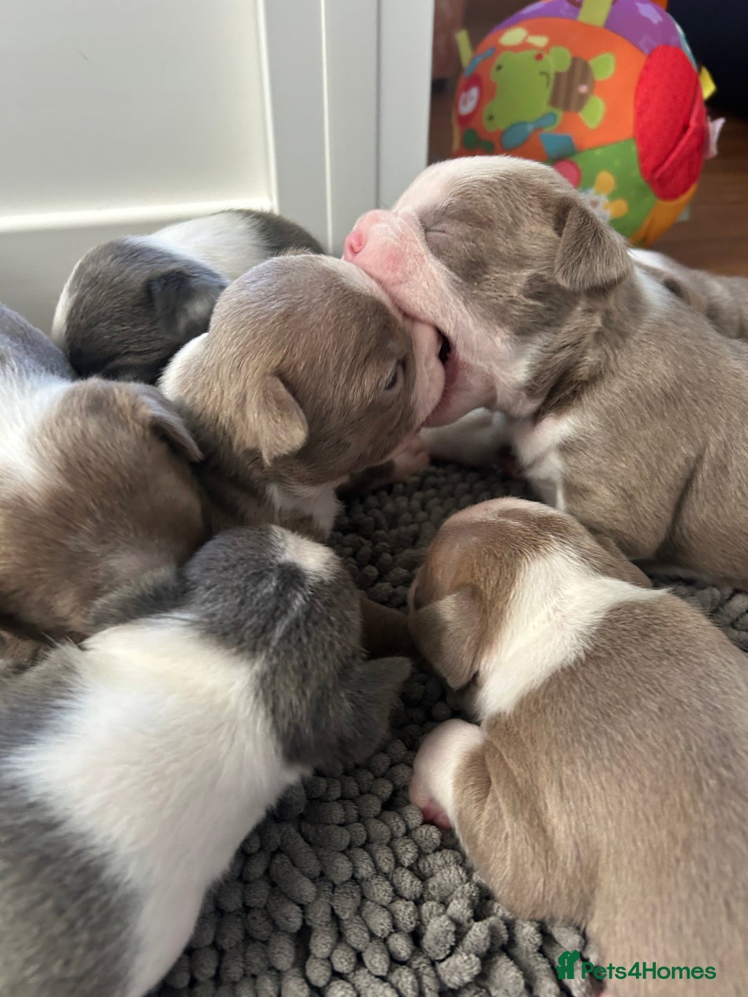Boston Terrier dogs for sale: Stunning KC registered litter - Image 12