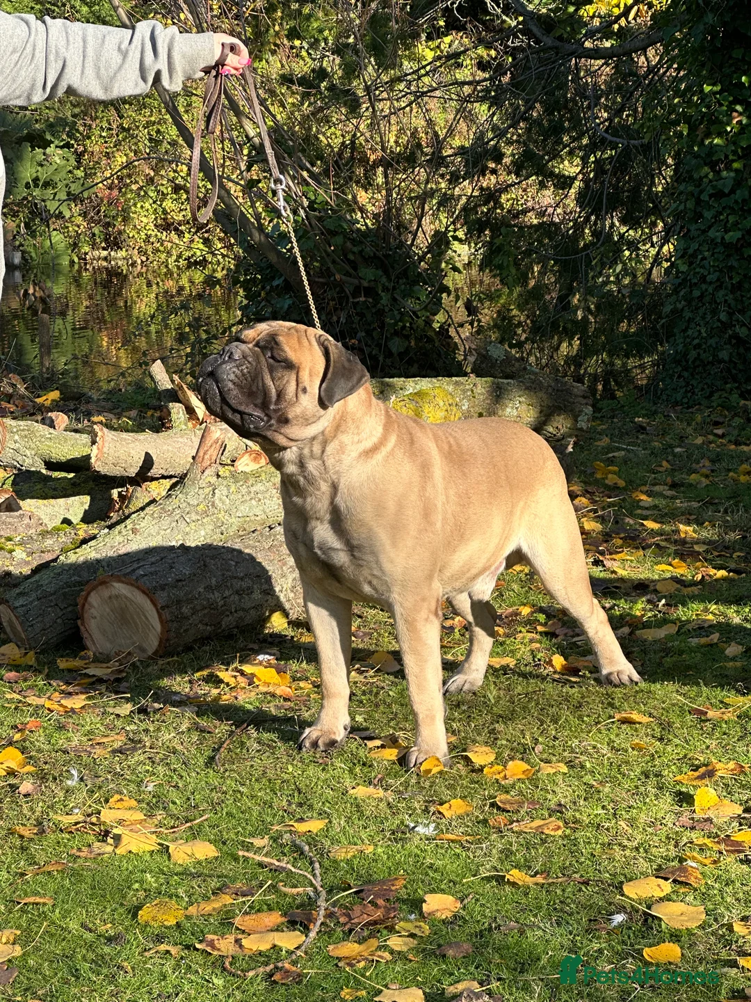 Bullmastiff dogs for stud: bullmastiff at stud in Ilford - Advert 4