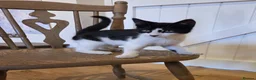Domestic Shorthair cats for sale: Dynamic Duo Looking for an Outdoor Adventure! in Hook - Advert 3