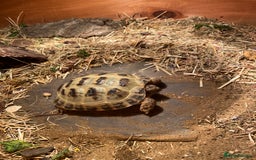 Hermann Tortoise reptiles for sale: Horsfeild tortoise  - Image 2