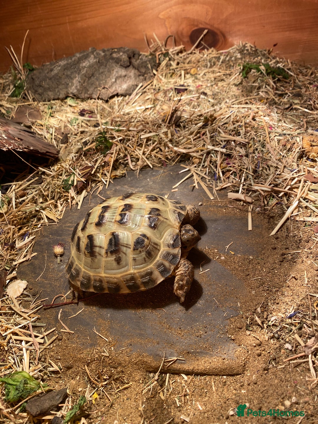 Hermann Tortoise reptiles for sale: Horsfeild tortoise  - Image 2