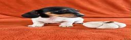 Miniature Dachshund dogs for sale:  Mini dachshunds female  - Advert 14