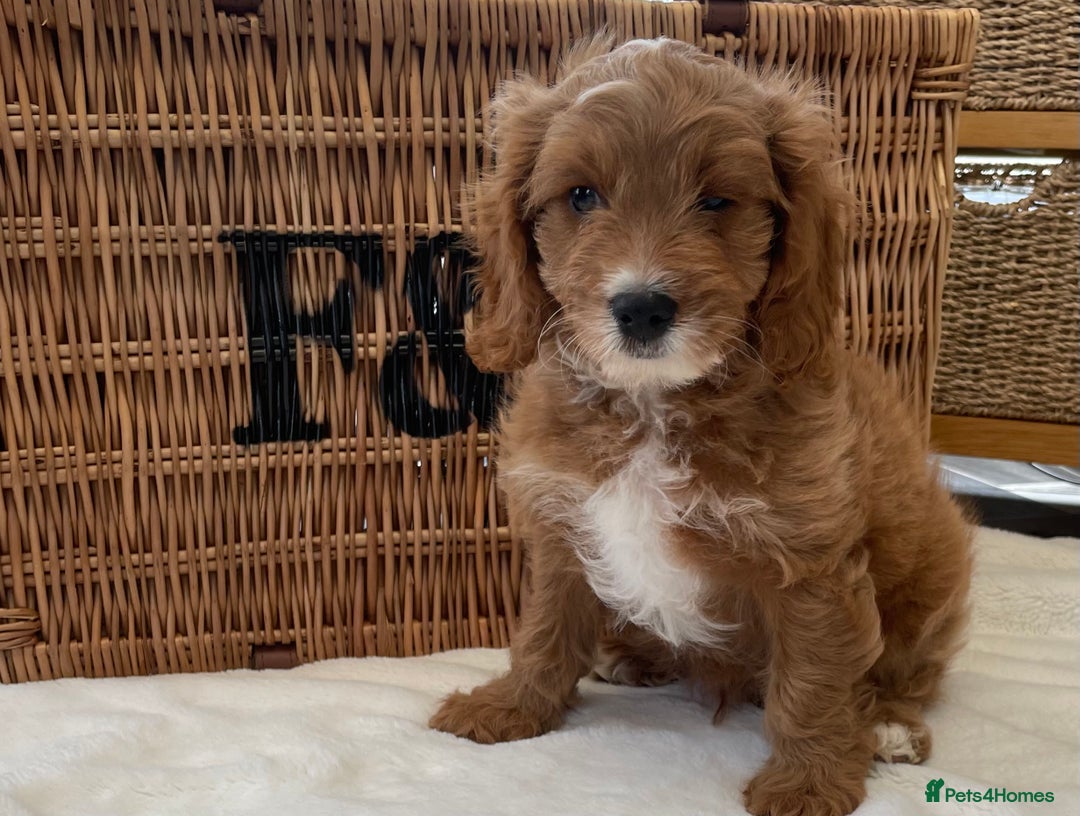 Toy Poodle dogs for stud: EXTENSIVELY HEALTH TESTED TOY POODLE STUD TYSON🌹 in Sheerness - Advert 8
