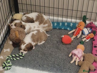 Cavalier King Charles Spaniel dogs 3 Stunning Blenheim Cavalier King Charles Puppies - Advert 9