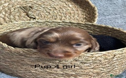Dachshund dogs for sale: Miniature short haired Dapple dachshund puppies - Image 10