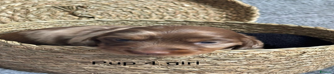 Dachshund Puppy 4