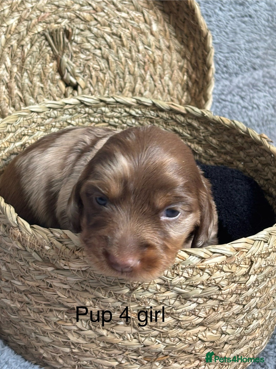 Dachshund dogs for sale: Miniature short haired Dapple dachshund puppies - Image 10