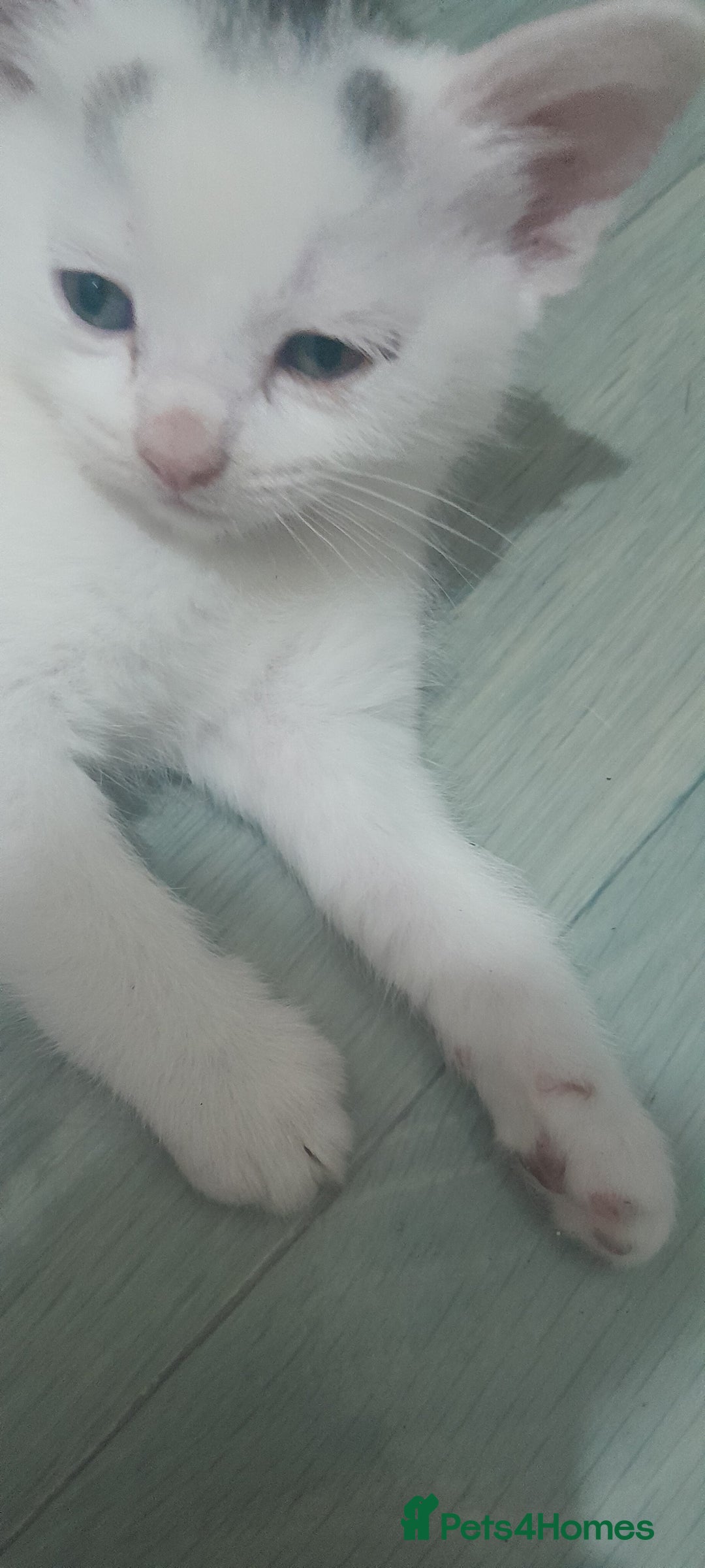 Mixed Breed cats for sale: Kittens ready now - Image 7