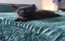 Turkish Angora cats for sale: Ms Svetlana - Image 4