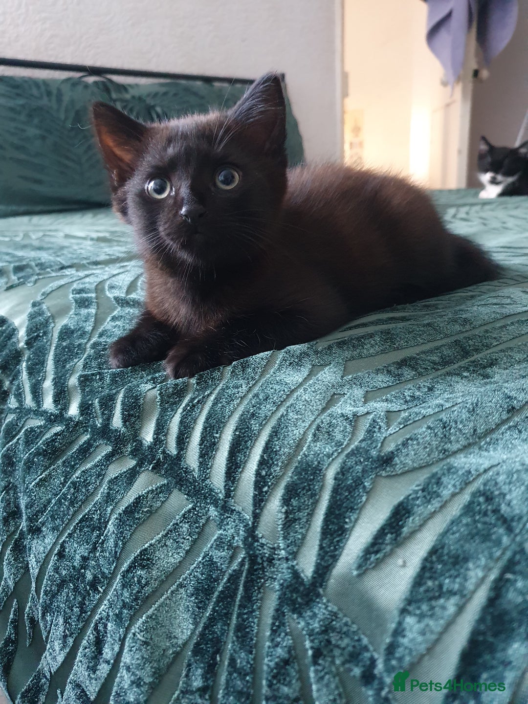 Turkish Angora cats for sale: Ms Svetlana - Image 4