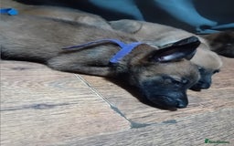 Belgian Shepherd Dog dogs for sale: Belgian malinois puppies for sale  - Image 6