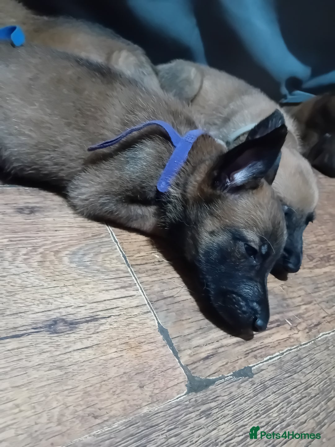 Belgian Shepherd Dog dogs for sale: Belgian malinois puppies for sale  - Image 6