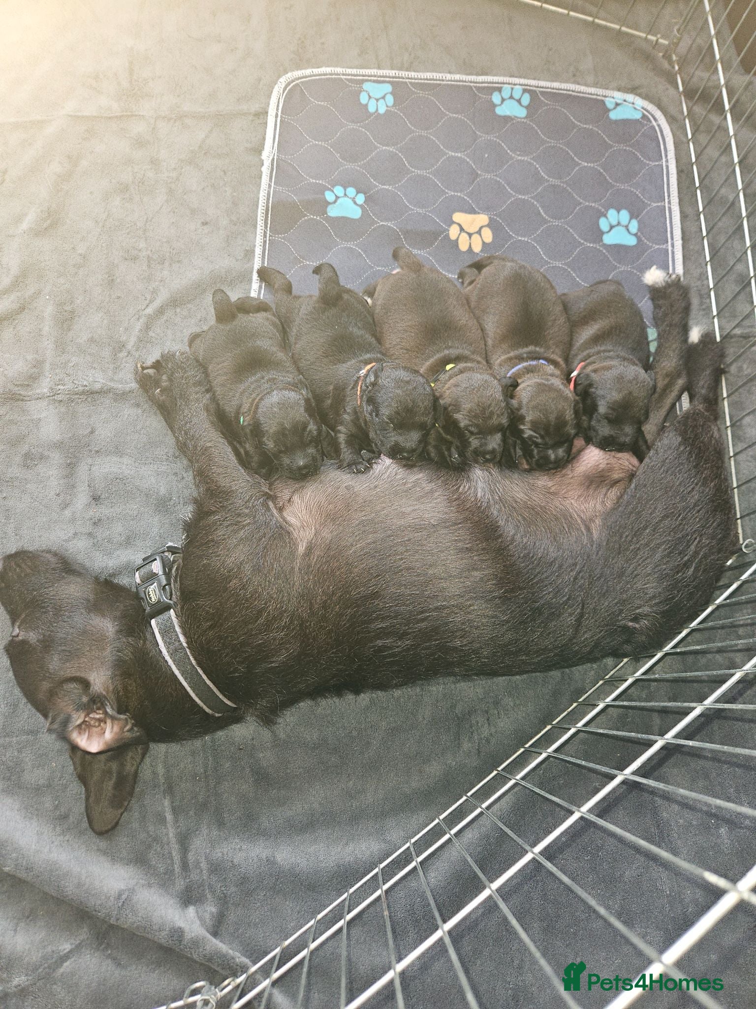 Patterdale Terrier dogs Patterdale Terrier Pups - Advert 17