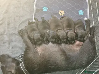 Patterdale Terrier dogs Patterdale Terrier Pups - Advert 17