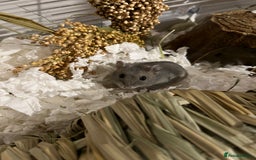 Hamster rodents for sale: Russian Dwarf Hamster Male 12 weeks - Image 2