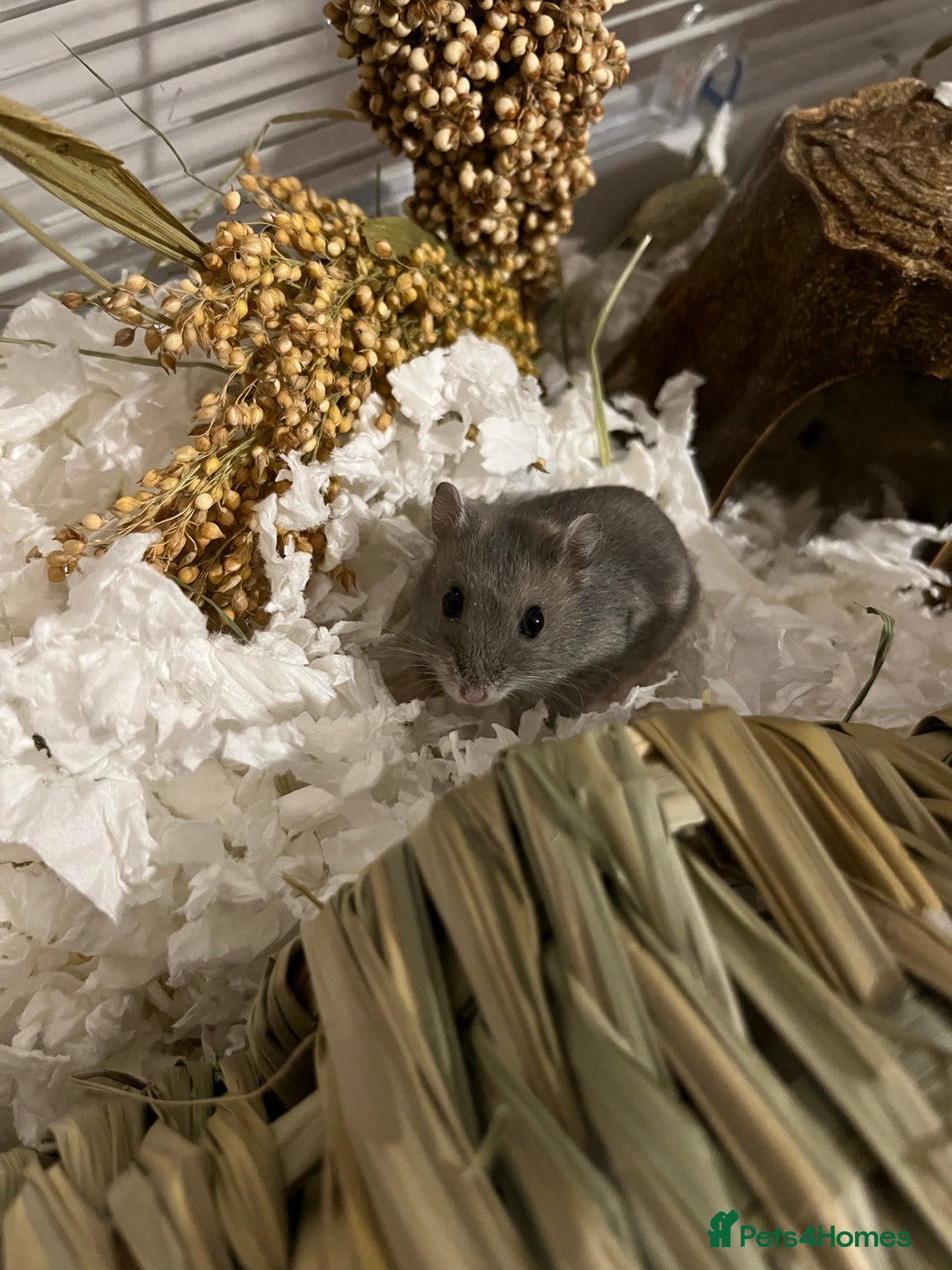 Hamster rodents for sale: Russian Dwarf Hamster Male 12 weeks - Image 2