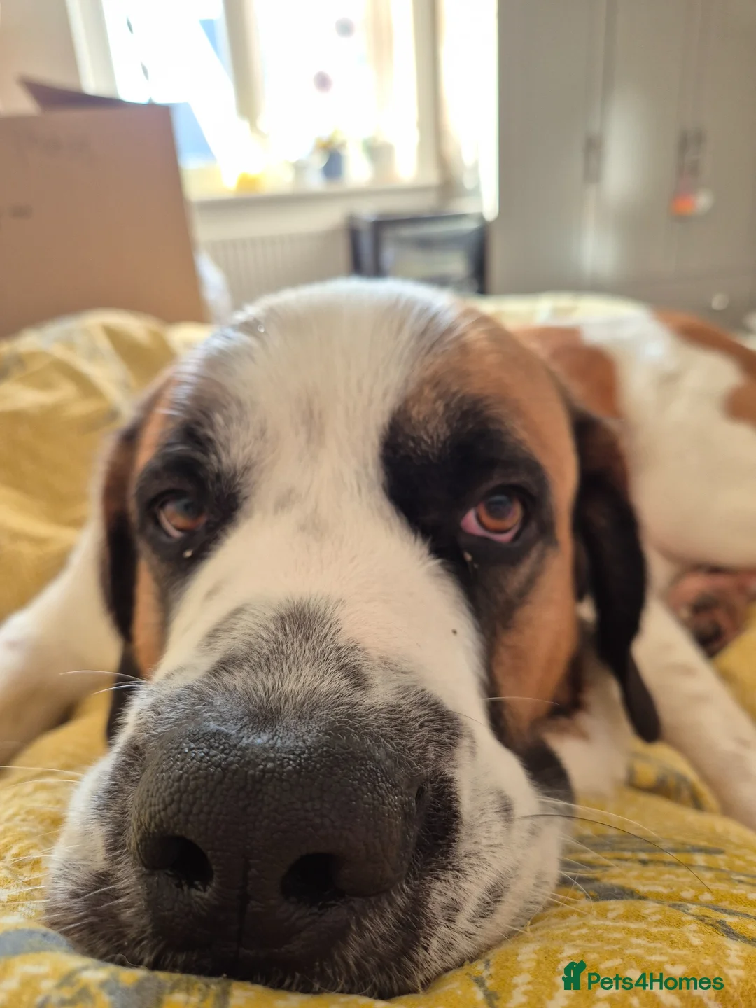 Mixed Breed dogs for sale: Caucasian Shepherd x St Bernard Bitch  - Advert 2