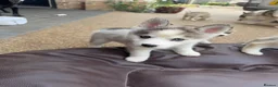 Pomsky dogs for sale: 6 beautiful pomsky 3 girls 3 boy ready to leave  - Advert 8