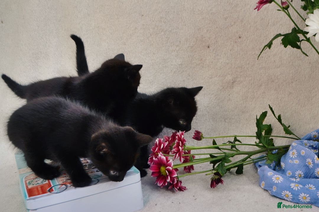 Mixed Breed cats for sale: Gorgeous Maine-Coon/Ragdoll/Bombay Mix Kittens!!! - Image 6