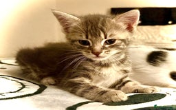 Mixed Breed cats for sale: 4 gorgeous tabby kittens - Image 18