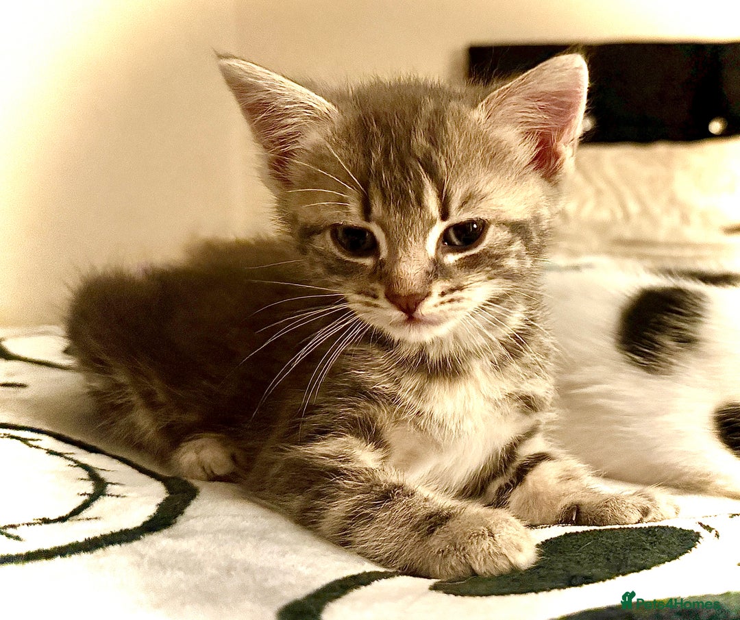 Mixed Breed cats for sale: 4 gorgeous tabby kittens - Image 18