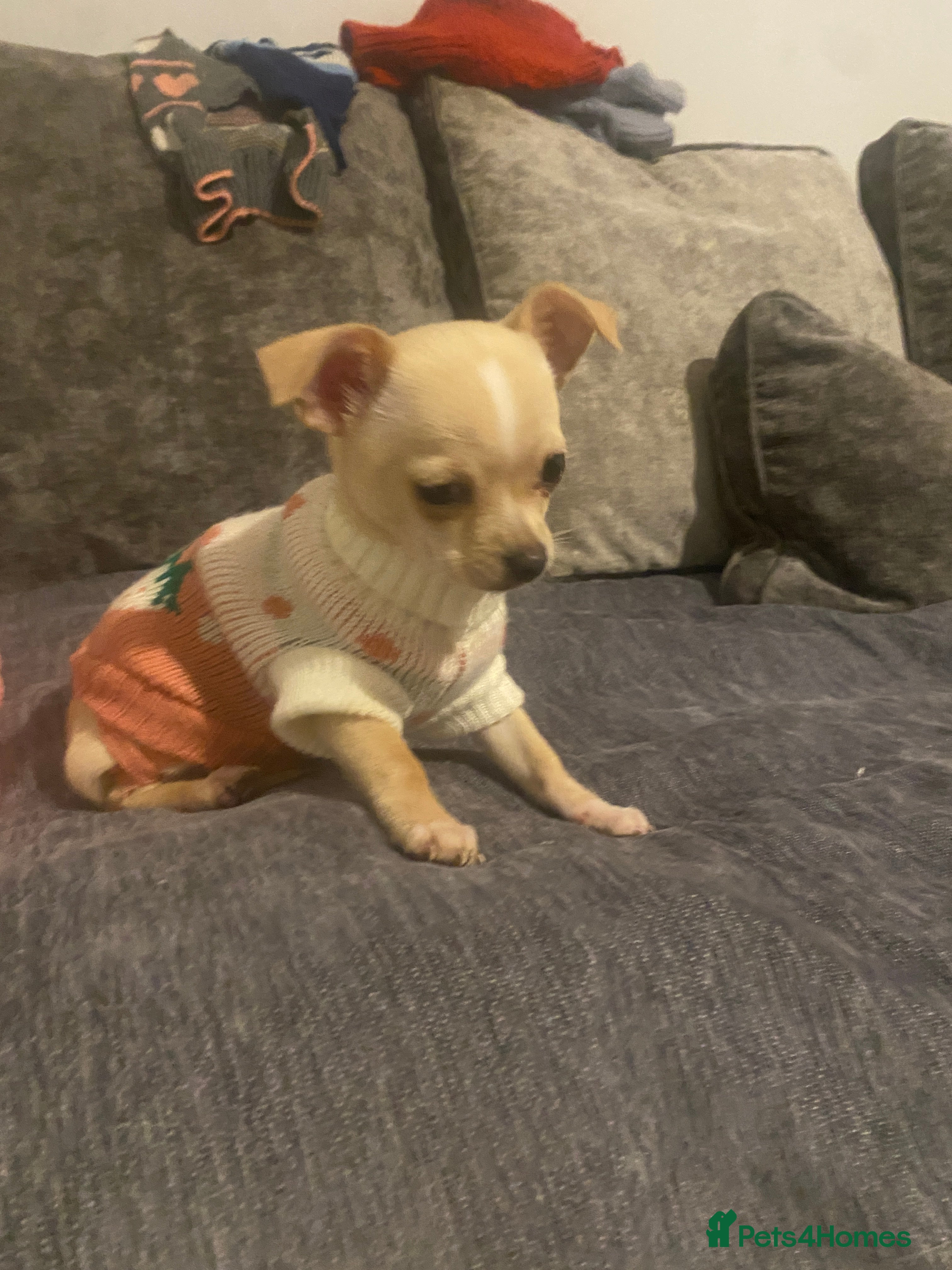 Chihuahua dogs CHIHUAHUA PUPS 2 GIRLS  1 GIRL LAVENDER ECRU - Advert 1