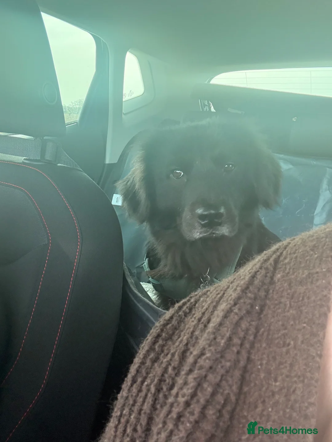 Mixed Breed dogs for sale: Mixed Breed  - Advert 2