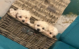 Bichon Frise dogs for sale: ✨ Bichon Frisé Puppies from Champion Bloodlines ✨ - Advert 10