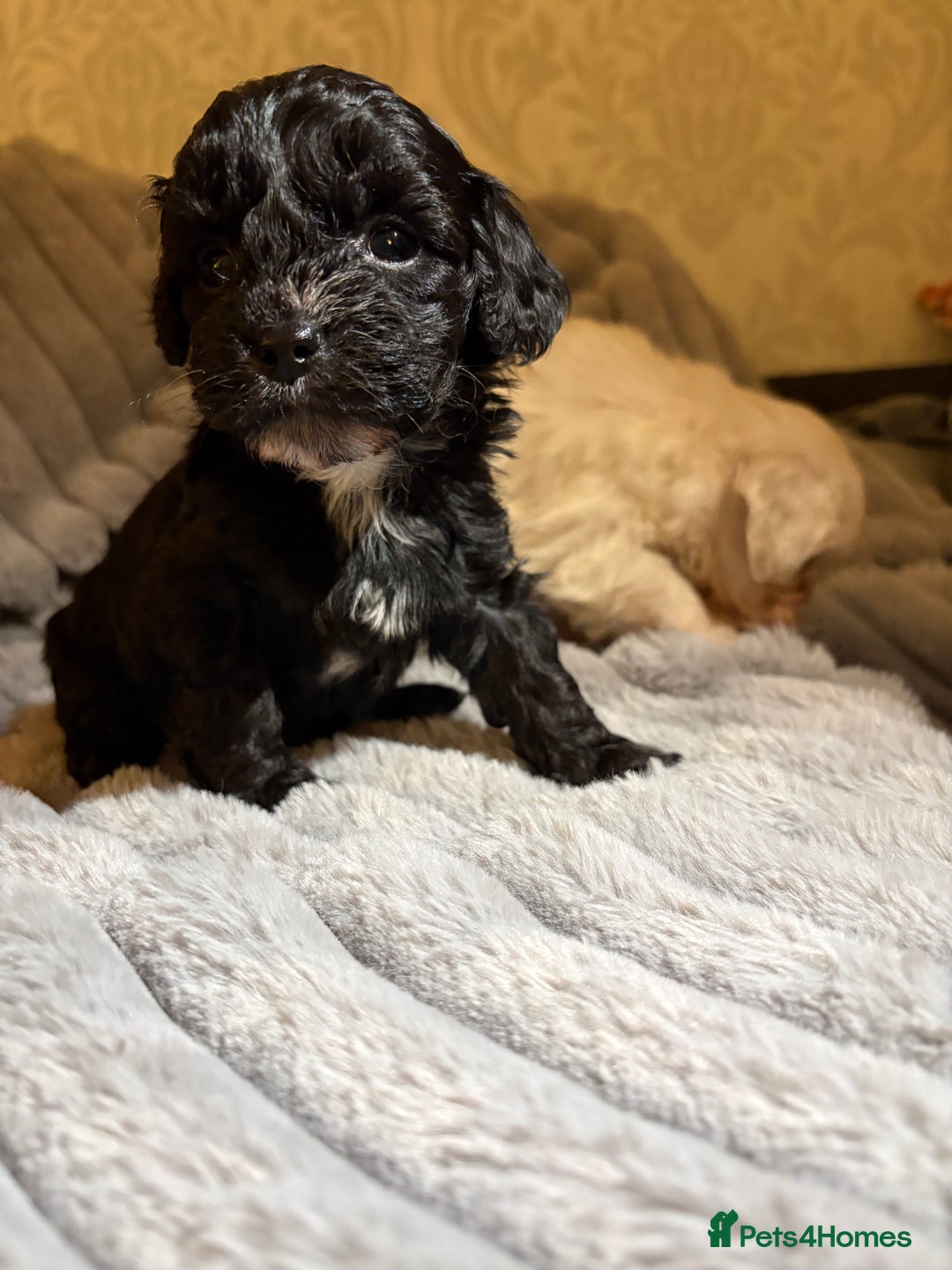 Shihpoo dogs for sale: Shihpoos for sale   - Advert 15