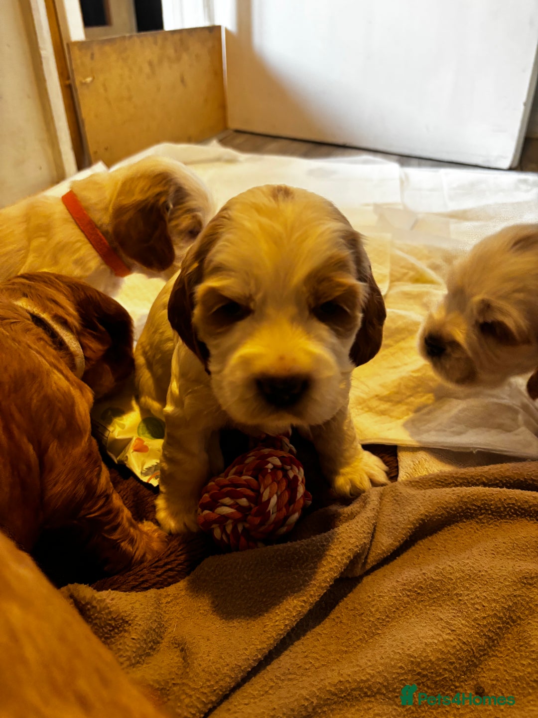 Cocker Spaniel dogs for sale: COME AND MEET US NOW Outstanding  show type - Image 34