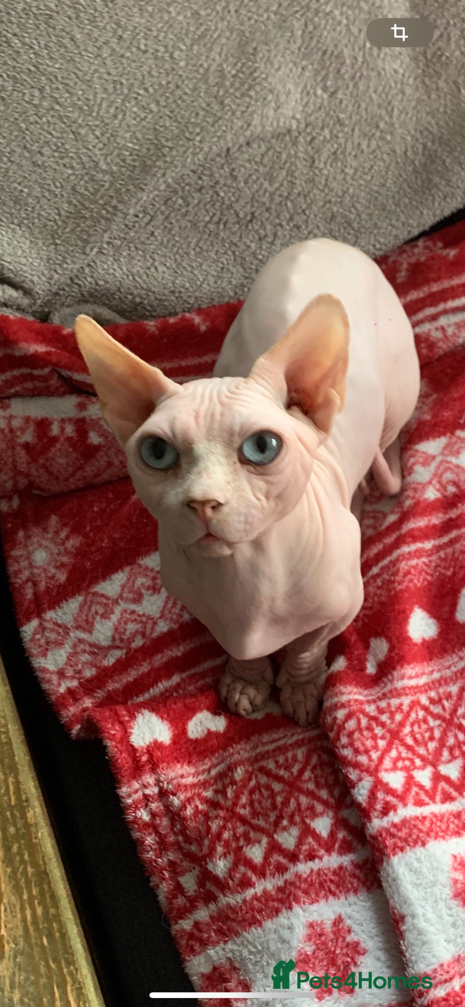 Sphynx cats 🌟 Stunning Bambino Male Available 🌟 - Advert 1