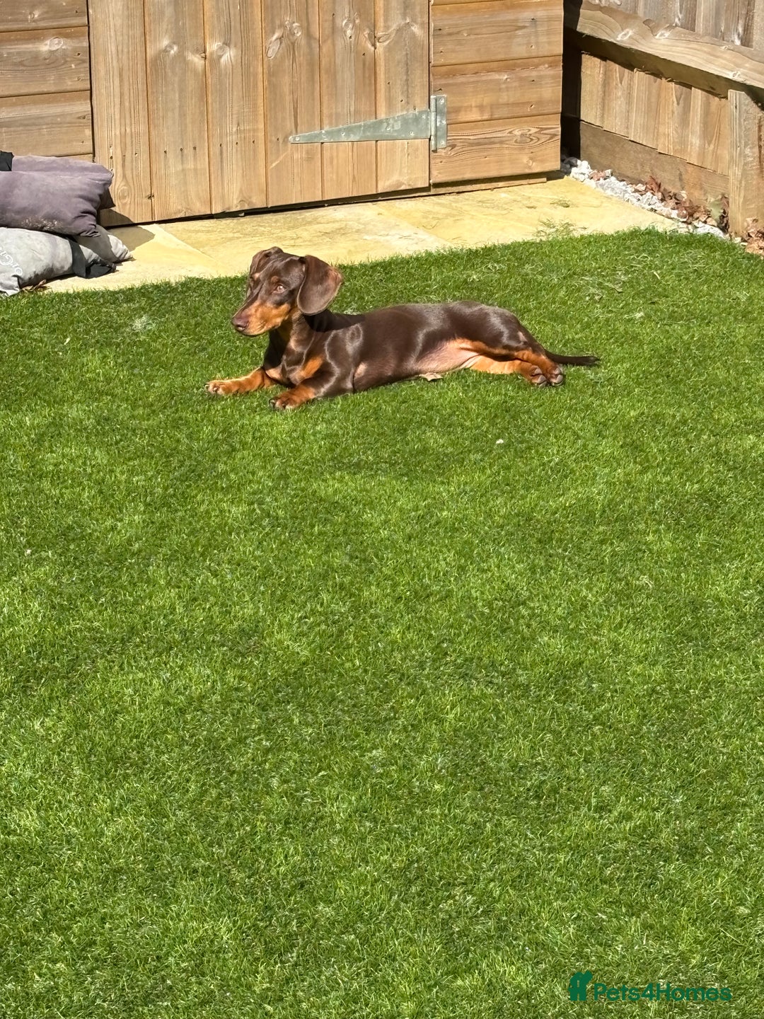 Miniature Dachshund dogs for sale: Chocolate and tan miniature dacshund  - Advert 3