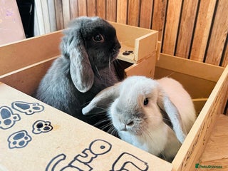 Mini Lop rabbits - Advert 2