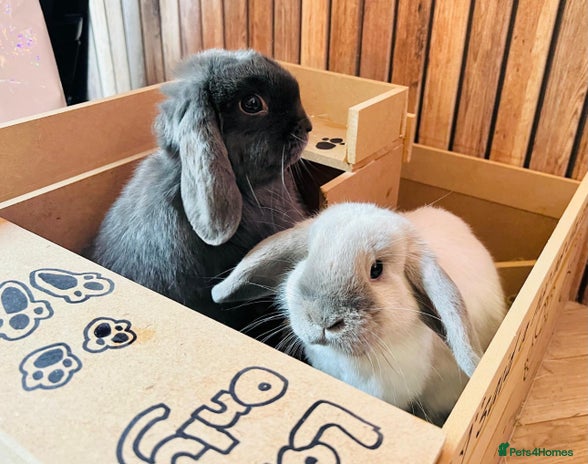 Mini Lop rabbits - Advert 8