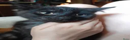 Mixed Breed cats for sale: 1 Ghost Tabby, 1 Tortoiseshell and 1 Black kittens in Cranbrook - Advert 7